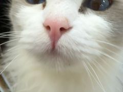 -楼上猫咖(罗湖店)