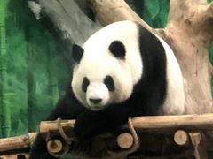 -灵玲国际马戏城