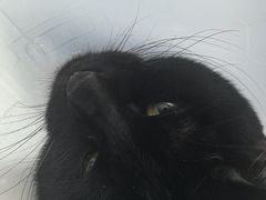 -瑞派康怡24h宠物医院·犬猫医疗中心·微创绝育(瑞景分院)