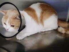 -艾吉宠物医院·疑难杂症转诊中心·猫友好(碧江路院)