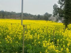 -三圣花乡旅游区