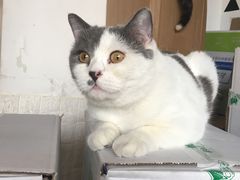 -Cappucimeow猫咪咖啡馆(韦伯时代店)