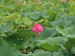 -三圣花乡旅游区