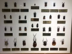 -上海昆虫博物馆