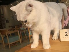 -藏猫猫咖啡主题馆(中央大道店)