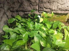 -上海大自然野生昆虫馆