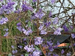 -Lamant Manor已闻花名关於蓝