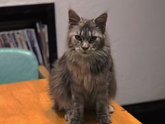 -猫色咖啡·猫咖