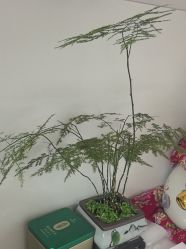 -木棉问题肌·肩颈·纹绣