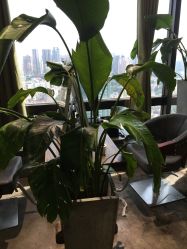 -V-STAR威斯达•高级私人定制