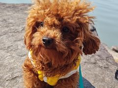 -东钱湖小普陀景区