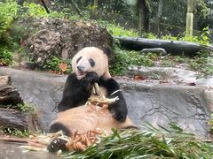-都江堰中华大熊猫苑