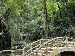 -莫里热带雨林景区