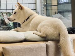 -柴务处·柴犬主题狗咖