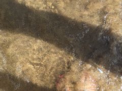 -小巴塞罗那海滩