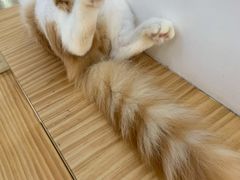 -李小姐の猫咖啡馆(五角场店)