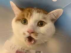 -纳吉亚猫专科动物诊疗中心(蒋宅口分院)