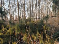 -合肥滨湖国家森林公园