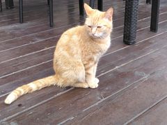 -荷风细雨·中国茶宴(碧云店)