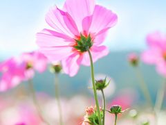 -径山花海