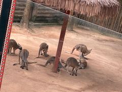 -深圳野生动物园