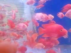 -印象·浅水湾(百乐门大厦店)