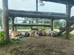 -西霞口神雕山野生动物世界