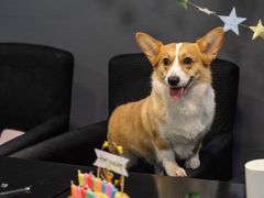 -百好乐宠物友好餐厅(朝外大街店)