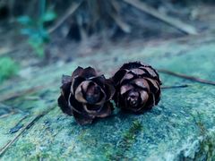 -铁山坪森林公园