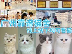 -lincat·猫舍(广州店)