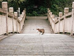 -铁山坪森林公园