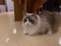 -MOCHA明星猫咖(田子坊店)