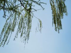 -天津金海湖