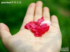 -南汇桃花村