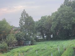 -野蔓果·山野菜(西湖景区·龙井茶田店)