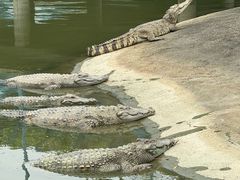 -广州长隆飞鸟乐园