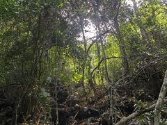 -海南霸王岭国家森林公园