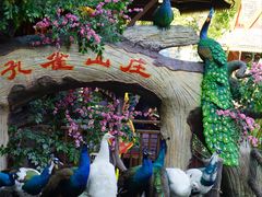 -西双版纳原始森林公园
