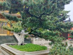 -上海东林寺(金山区)