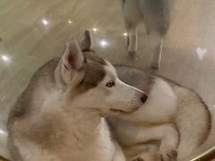 -Husky Go! 哈士奇体验馆·宠物咖啡厅狗咖
