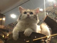 -more than meow吴止猫主题餐厅(承德 中船汇店)