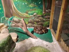 -上海大自然野生昆虫馆(东方明珠·爬宠昆虫探索中心)