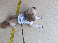 -萌兽医馆·宠物医院·猫骨科(创景店)