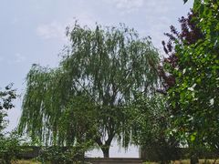 -大兴滨河森林公园