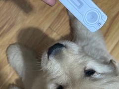 -瑞派雷欧宠物医院·24h夜诊·心脏骨科牙科·全科重症转诊中心(无影山店)