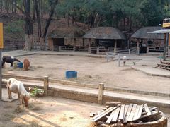 -清迈夜间动物园