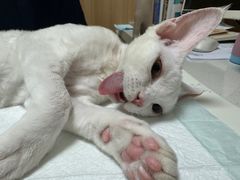 -瑞派长江宠物医院·猫科·外科·24小时夜护(谊城公寓分院)