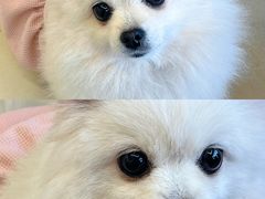 -怪兽屋·羊驼·猫咖·狗咖(俊华广场店)