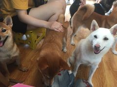 -柴犬高等学院·狗咖·柴犬售卖·宠物训练