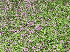 -好利来(彩香店)